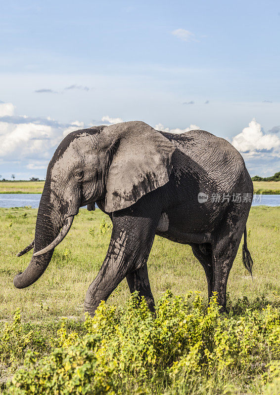 非洲象走牛步;Chobe N.P，博茨瓦纳，非洲